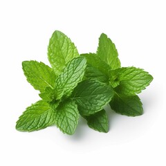 real photo, mint, on a white background