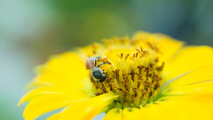 Con Ong: Close-up of bee pollinating on flower at park,Close up of a beekeeper showing me where pollen is on a bee's butt,Pollinators in flower,Close-up of bee on stem,Low angle view of bees against 