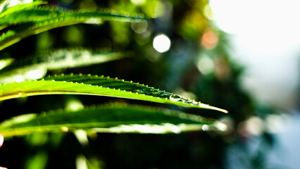 The dense foliage makes the mystery in the wild forests.
 The green leaves have dew drops on their...