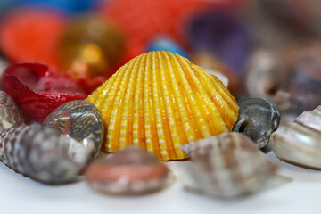 Close up view of colorful sea shells with big yellow shell in the middle - obrazy, fototapety, plakaty