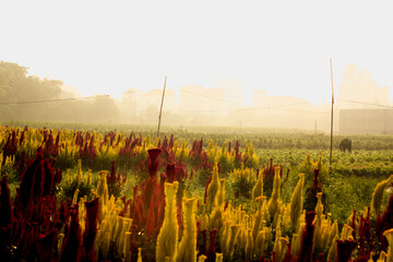  Close-up of flowers blooming outdoors.Purple pink flower of Celosia, also known as cockscomb or woolflowers, bloom in Africa, Mexico and even China as a perennial in gardens in summer.