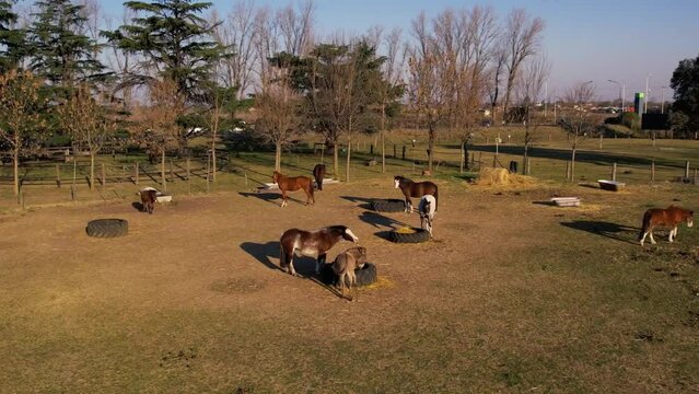 Drone image of horses and a donkey eating in the countryside.