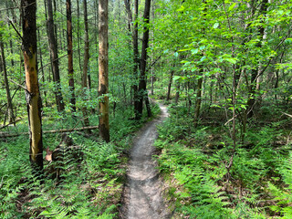 Mountain bike track at the Drents-Friese Wold National Park