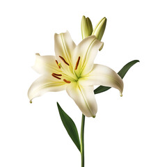 White lilium (PNG Cutout) isolated on transparent background