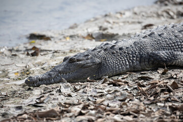 American Crocodile