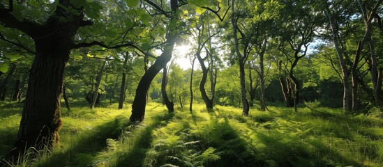 Sunny woodland in Sherwood Forest with oak and birch trees, peaceful with birdsong.