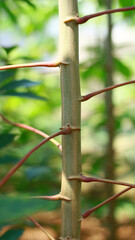 Cassava tree in the garden. Straight tree trunk