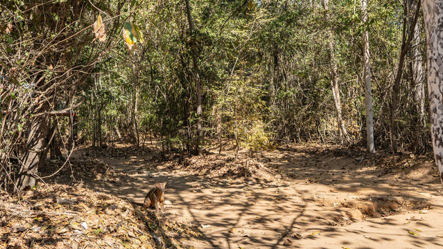 The unique Madagascar endemic fossa sits on a dirt track in the forest. The animal stares intently at the camera. A predator with glossy brown fur and muscular clawed paws. Kirindy Forest Reserve
