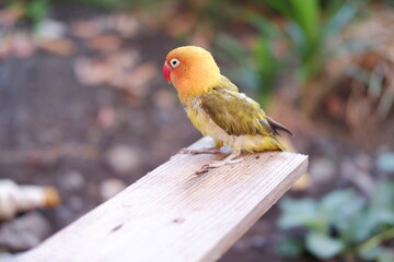 Cute Lovebird sitting on a wooden bench in the garden.