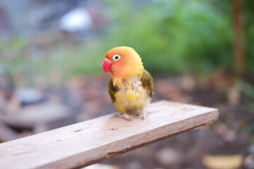 Cute Lovebird sitting on a wooden bench in the garden.