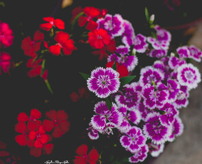 Asteraceae petite petals of Creeping daisy on dark green leaves,Asteraceae known as many name on located area are Singapore daisy, Trailing daisy, Creeping ox-eye,