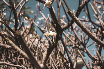 Close-up of pink plumeria floating on water,Close-up of white plumeria blooming on tree,Cropped hand holding plumeria,Close-up of flowers blooming,Close-up of plumeria on white pebbles,