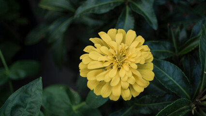 Pretty white petals of cosmos flowers blossom on green leaves and small bud in a field,Field of white petals Chamomile or Marguerite daisy flower in fallen season, green leaves on background,