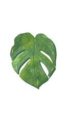 Monstera Adansonii Leaf Illustration