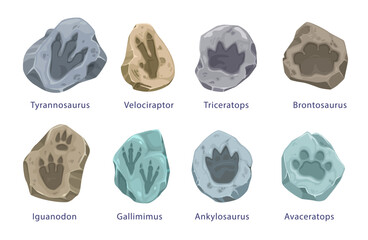 Ancient dinosaur footprints, fossil. Vector tyrannosaurus, velociraptor, triceratops and brontosaurus. Iguanodon, gallimimus, ankylosaurus or avaceratops reptile isolated paw prints in stone pieces © Vector Tradition