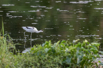 Gorgeous Pied Avocet Bird Wading in Shallow Waters