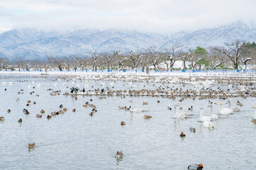 新潟　冬の瓢湖（阿賀野市）