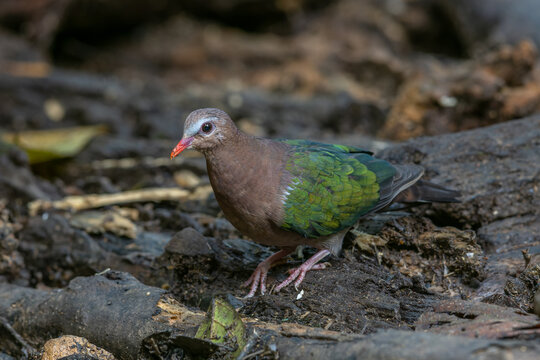 An enchanting image of the Emerald Dove (Chalcophaps indica) perched amidst the lush green foliage of a tropical forest.