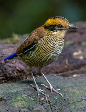 A remarkable image of the Bornean Banded Pitta (Pitta schwaneri) in its lush rainforest habitat and making it a true jewel of the Bornean rainforests.