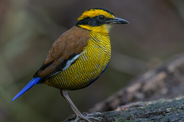 A remarkable image of the Bornean Banded Pitta (Pitta schwaneri) in its lush rainforest habitat and making it a true jewel of the Bornean rainforests.