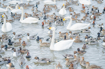 白鳥とカモの群れ © koichi