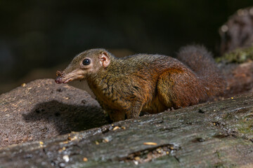 Nature wildlife image of Common treeshrew Long and slender animals with long tails and soft greyish brown fur eats fruits.