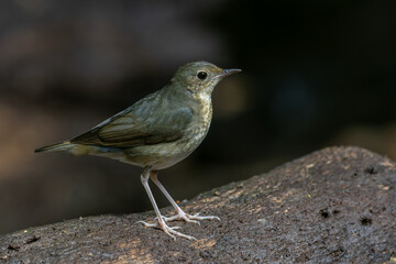 An enchanting photograph capturing the delicate elegance of a female Siberian Blue Robin (Larvivora cyane). Its understated yet exquisite plumage and gentle presence exemplify the charm of this bird.