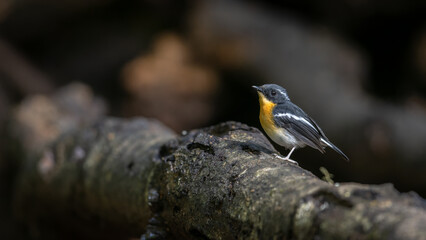 A captivating photograph capturing the grace of a Rufous-Chested Flycatcher (Ficedula dumetoria) as it perches on a slender tree branch in its woodland habitat.