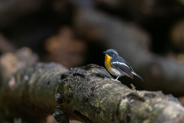 A captivating photograph capturing the grace of a Rufous-Chested Flycatcher (Ficedula dumetoria) as it perches on a slender tree branch in its woodland habitat.