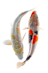 Koi fish on a white background. Isolation, shallow DOF