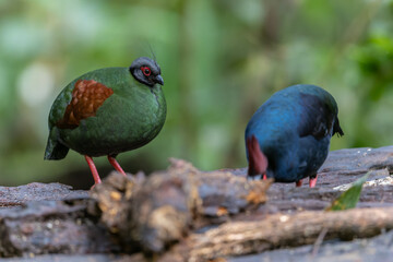 Crested Partridge (Rollulus rouloul) showcasing its exquisite and distinctive appearance. This beautiful bird, with its elegant plumage and crested head, is a testament to the diversity of wildlife.