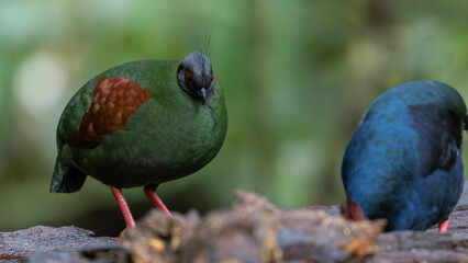 Crested Partridge (Rollulus rouloul) showcasing its exquisite and distinctive appearance. This...