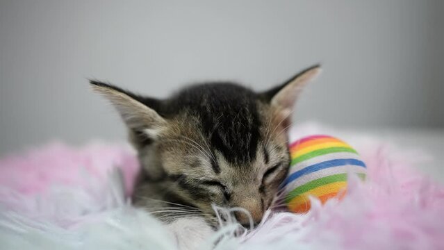 A kitten sleep at pink mat beside its toy. Slow motion