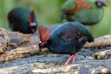 Crested Partridge (Rollulus rouloul) showcasing its exquisite and distinctive appearance. This beautiful bird, with its elegant plumage and crested head, is a testament to the diversity of wildlife.