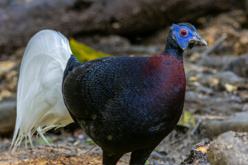 Majestic Bulwer's Pheasant in the Wild. An exquisite image capturing the beauty of a Bulwer's...