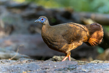 Majestic Bulwer's Pheasant in the Wild. An exquisite image capturing the beauty of a Bulwer's Pheasant in its natural habitat. is a true symbol of the wonders of the avian world.