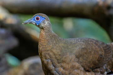 Majestic Bulwer's Pheasant in the Wild. An exquisite image capturing the beauty of a Bulwer's Pheasant in its natural habitat. is a true symbol of the wonders of the avian world.