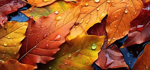 Foto op Plexiglas Orange Maple Leaf with water splashes on it © original logo