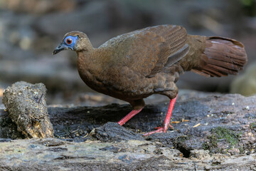 Majestic Bulwer's Pheasant in the Wild. An exquisite image capturing the beauty of a Bulwer's Pheasant in its natural habitat. is a true symbol of the wonders of the avian world.