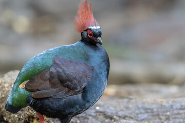 Crested Partridge (Rollulus rouloul) showcasing its exquisite and distinctive appearance. This beautiful bird, with its elegant plumage and crested head, is a testament to the diversity of wildlife.