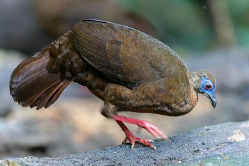 Majestic Bulwer's Pheasant in the Wild. An exquisite image capturing the beauty of a Bulwer's Pheasant in its natural habitat. is a true symbol of the wonders of the avian world.