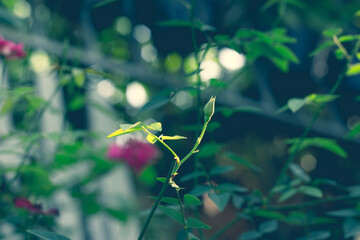 The rugosa rose could be used as a hedge, for privacy or in the border. Be aware that it will spread by roots and seeds and take steps to prevent it from escaping into the wild.