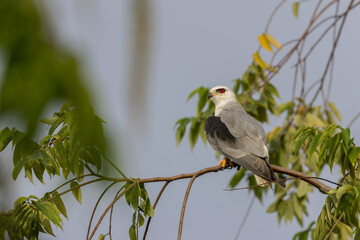 Black-winged Kite Perched in Tranquility