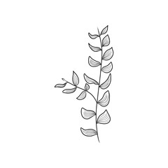 Black and white drawing of a delicate plant, suitable for botanical illustrations, nature themed designs, coloring books, and educational materials.
