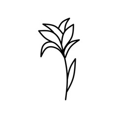 Drawing of a plant with leaves suitable for nature, botanical, gardening, and organic product designs, packaging, and educational materials.