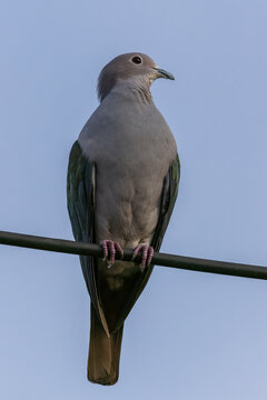 An exquisite image of a Green Imperial Pigeon, showcasing its vibrant green plumage and elegant form.