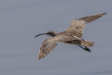 Majestic Eurasian Whimbrel in Coastal Setting