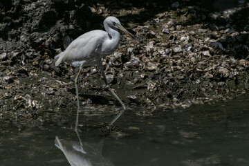 Elegant Chinese Egret in its Natural Habitat