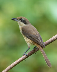 Nature wildlife image of Graceful Brown Shrike A Master of Stealth and Precision in the Wild