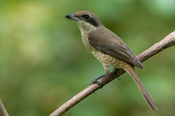 Nature wildlife image of Graceful Brown Shrike A Master of Stealth and Precision in the Wild